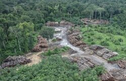 Floresta da Amazónia continua a diminuir